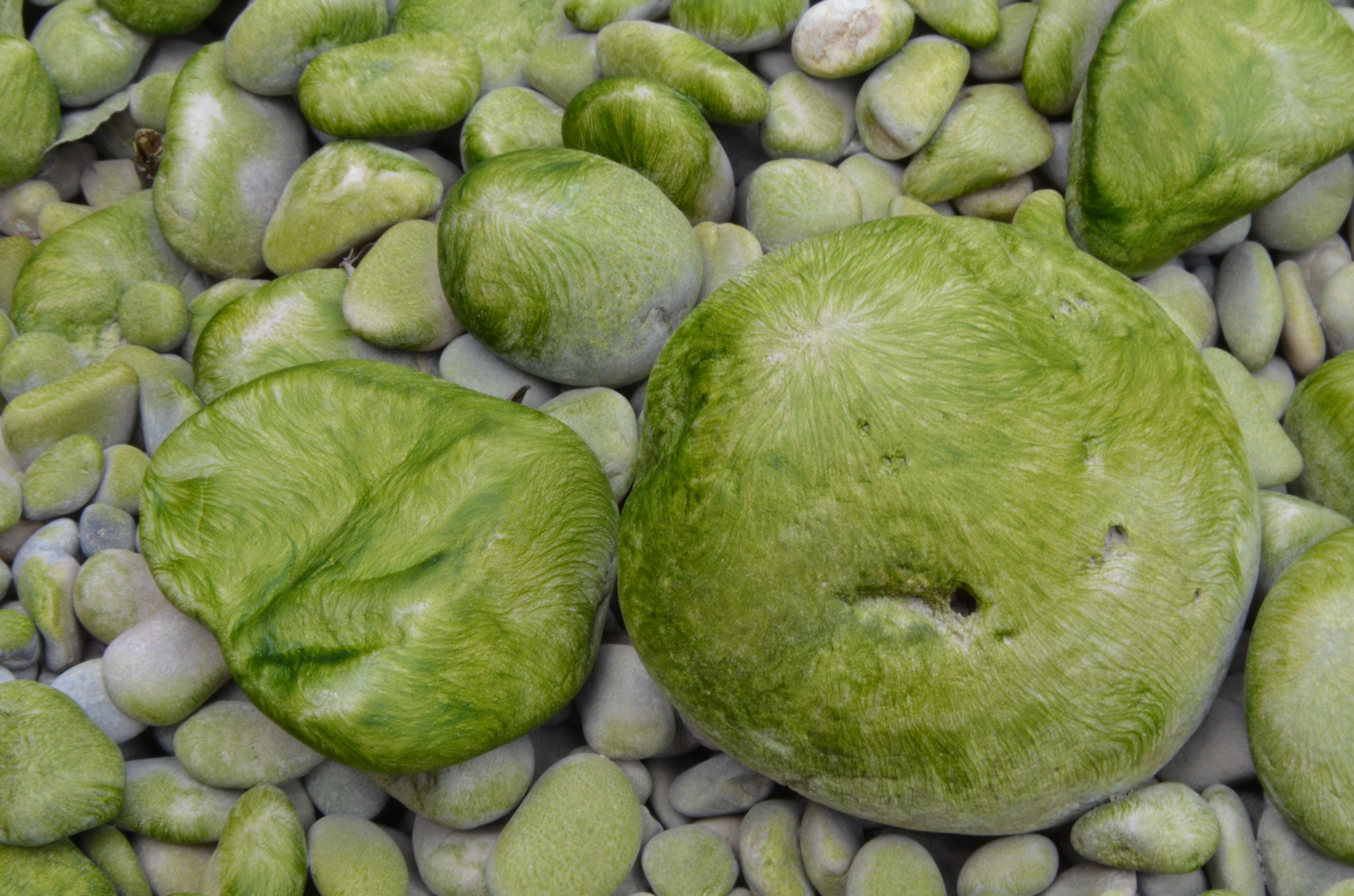 green round stones