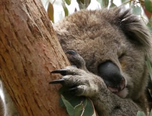 grey and black koala thumbnail