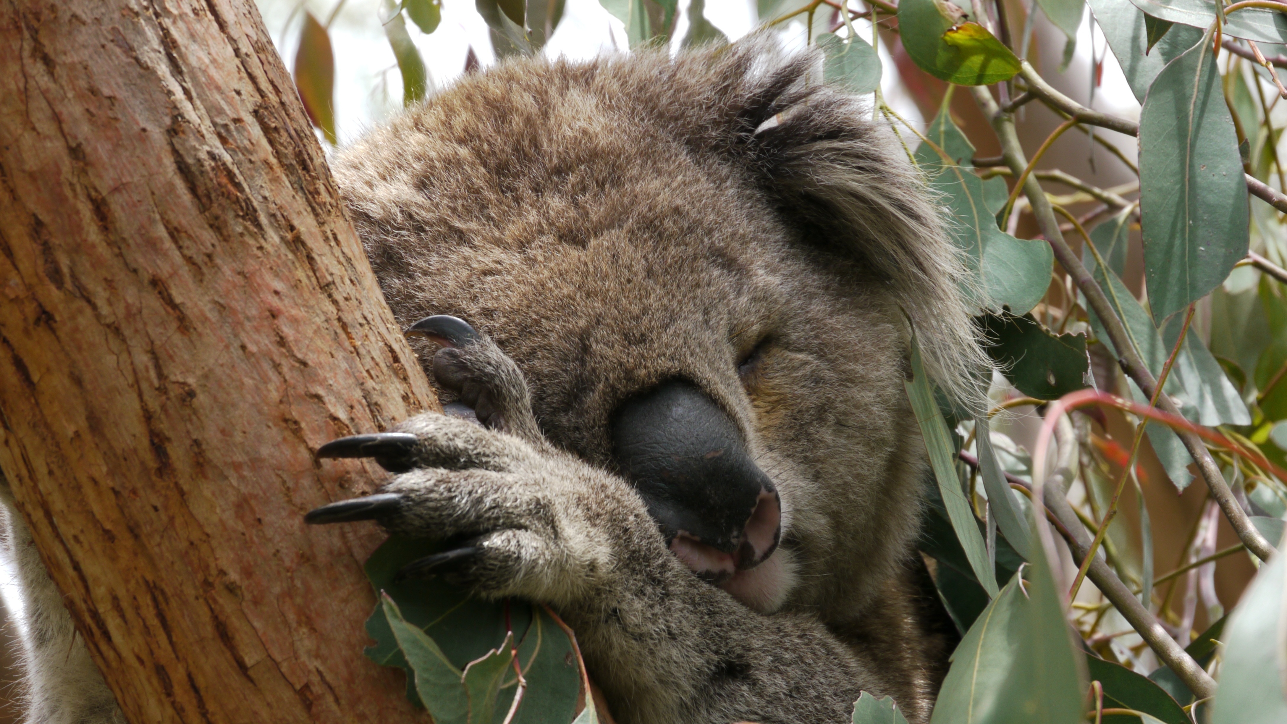 Сколько спят коалы. Коала. Коала в Австралии. Когти коалы. Лапа коалы.