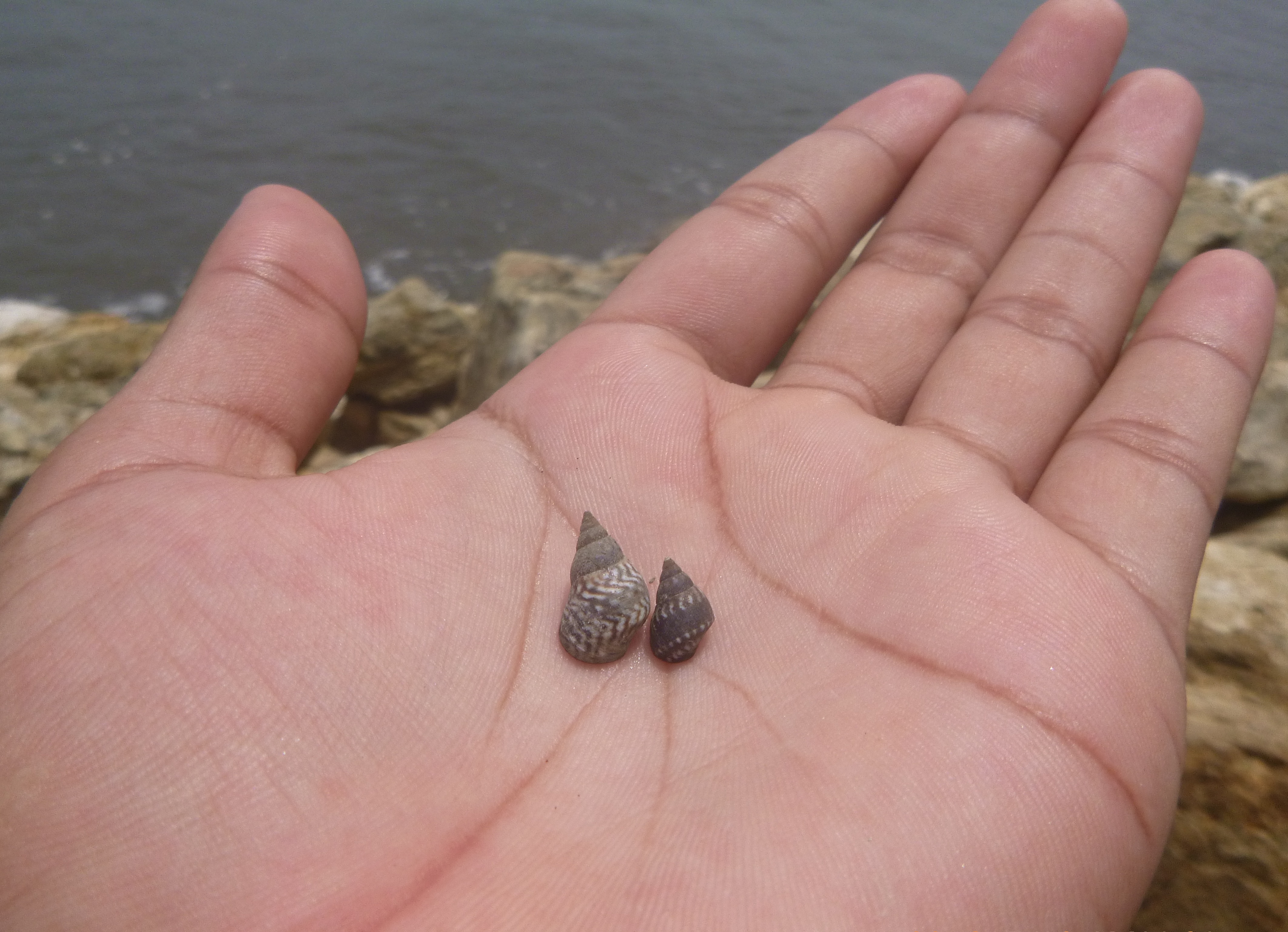 2 brown small shells