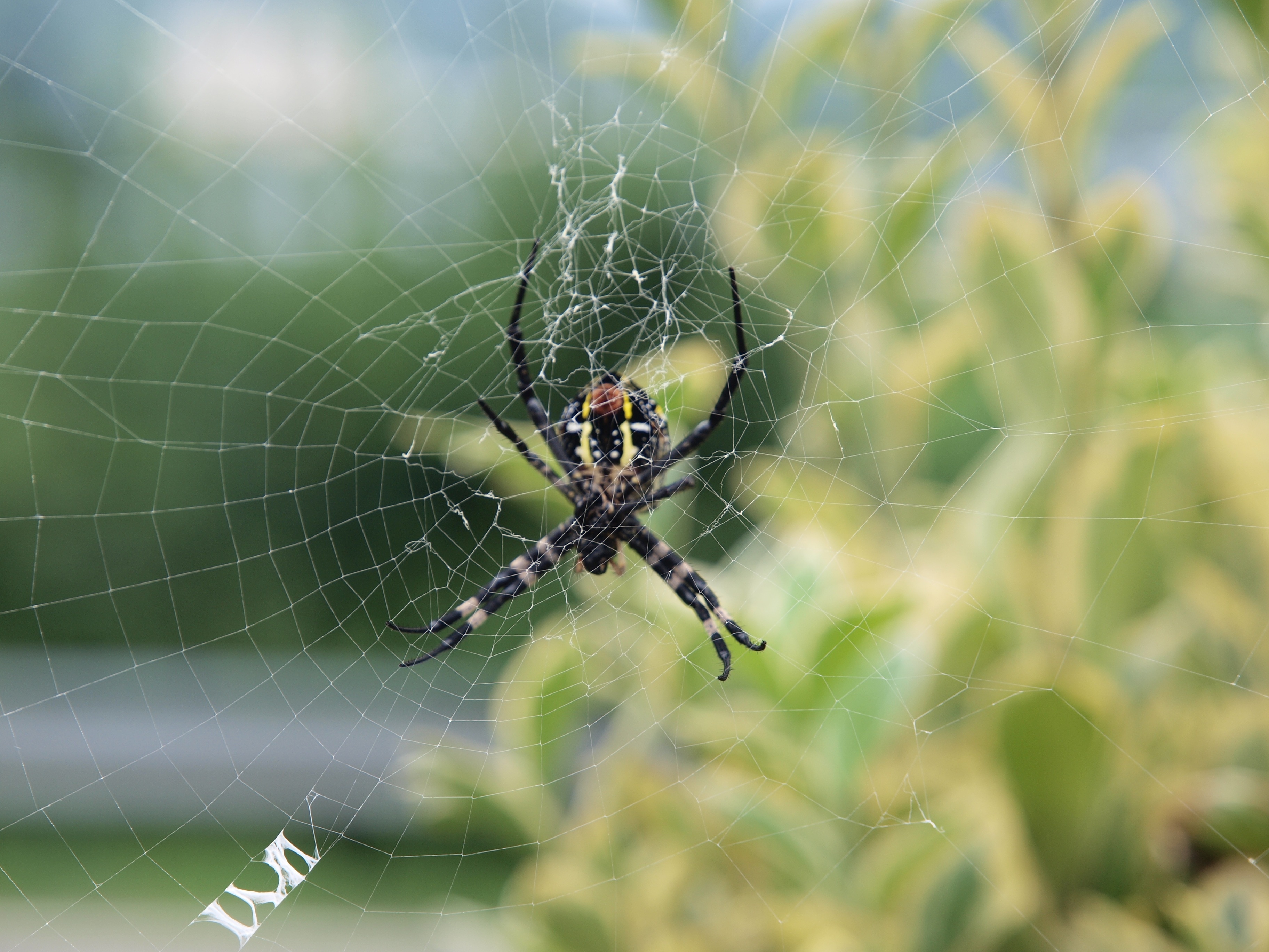 black barn spider