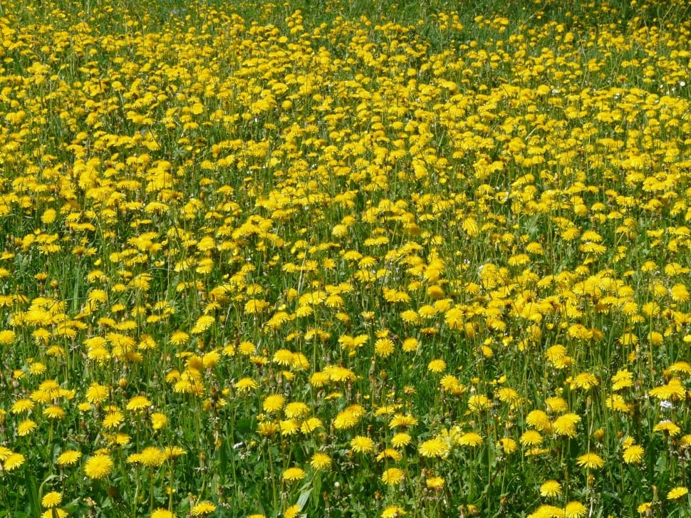 yellow and green flower field preview
