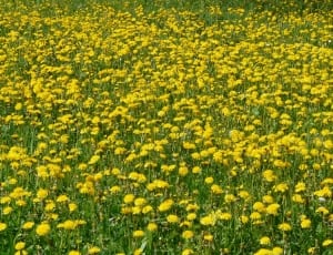 yellow and green flower field thumbnail