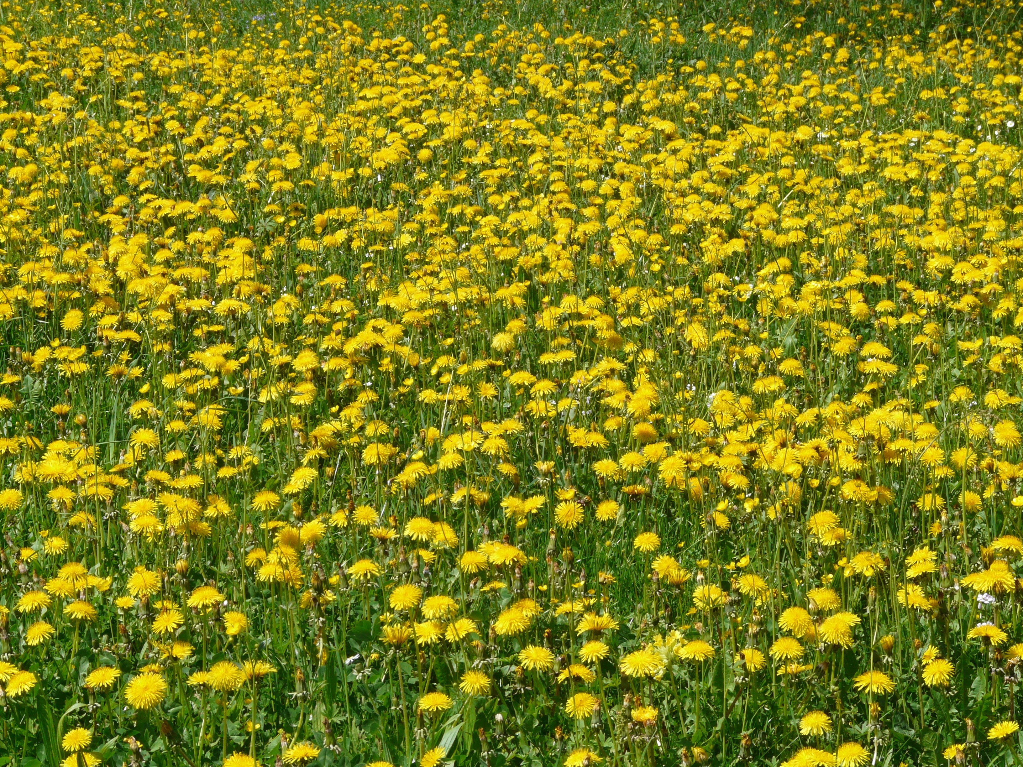 yellow and green flower field