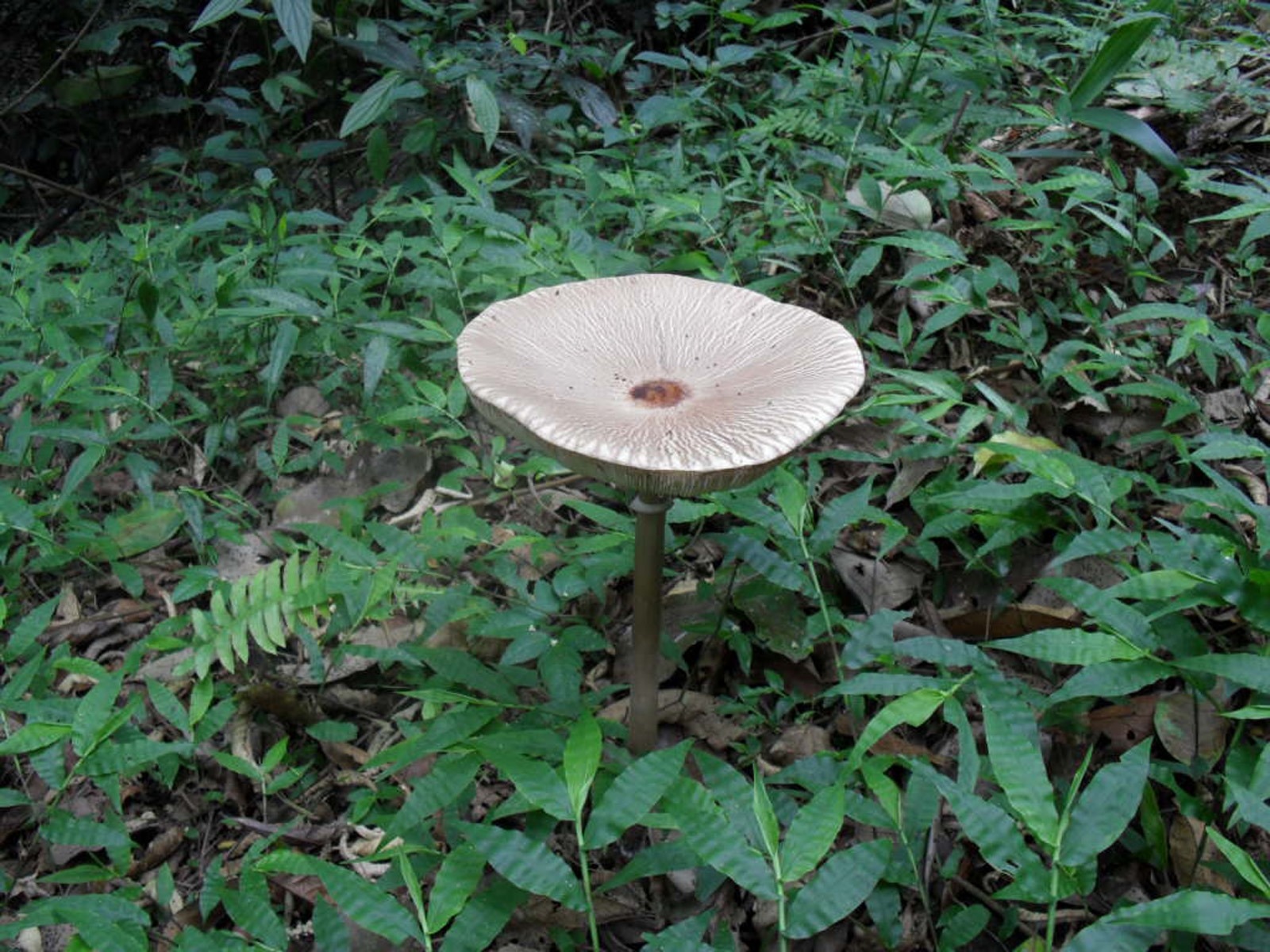 beige mushroom