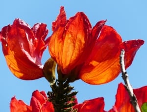 african tulip tree flower thumbnail