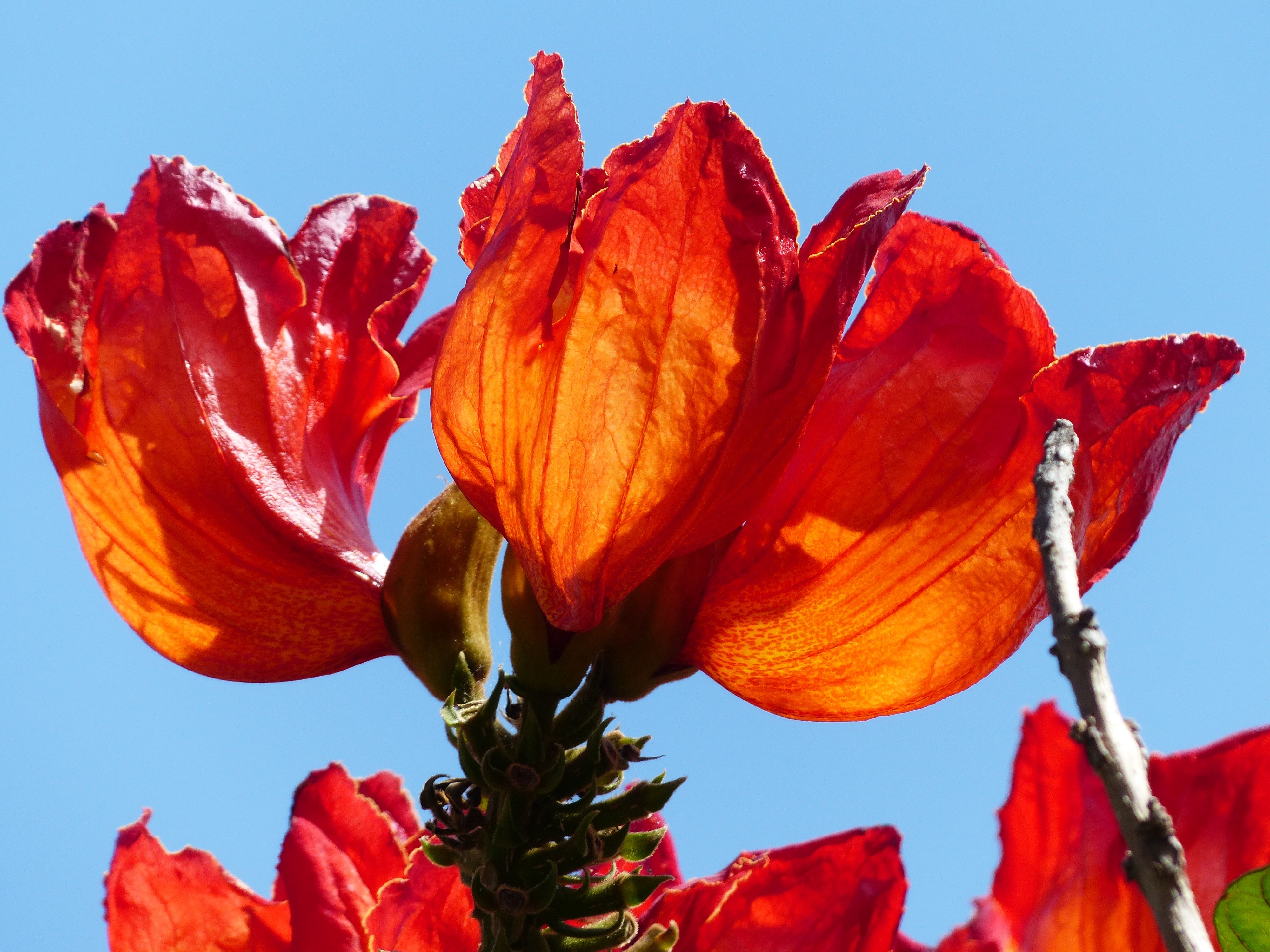african tulip tree flower