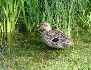brown white and blue duck thumbnail