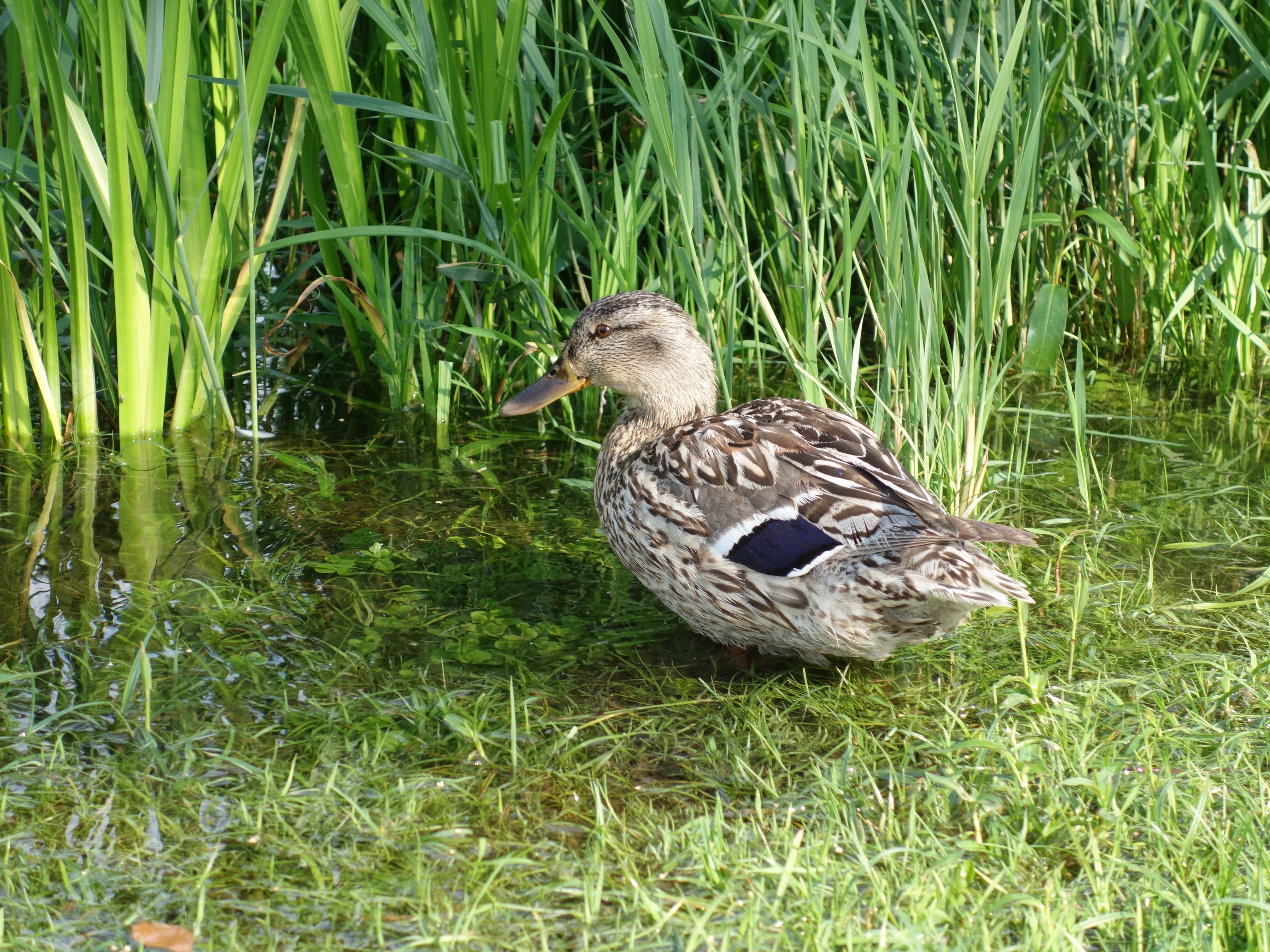 brown white and blue duck