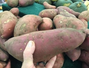 sweet potatoe lot thumbnail