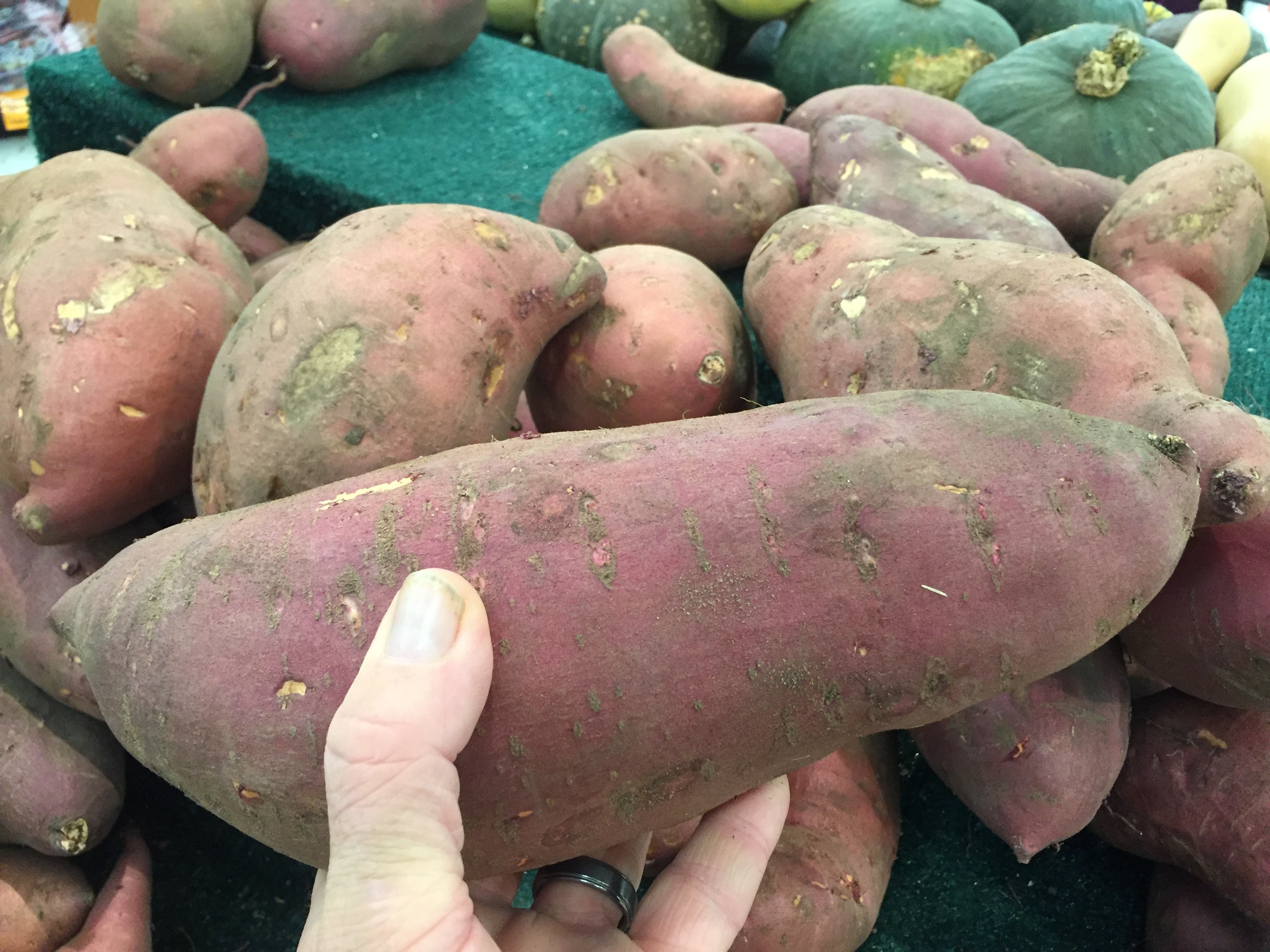 sweet potatoe lot