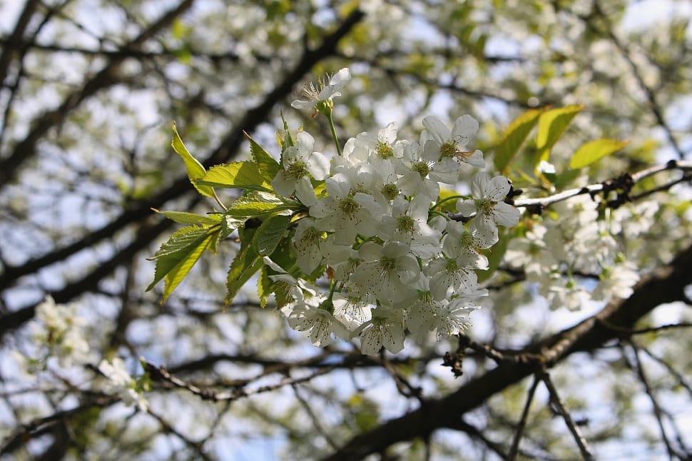 bunch of white petaled flowers on branches preview