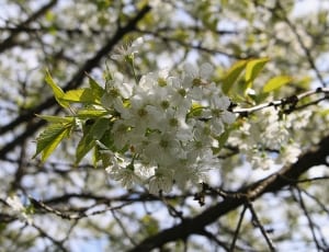 bunch of white petaled flowers on branches thumbnail