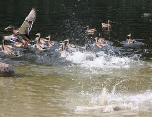 flocks of gray ducks thumbnail