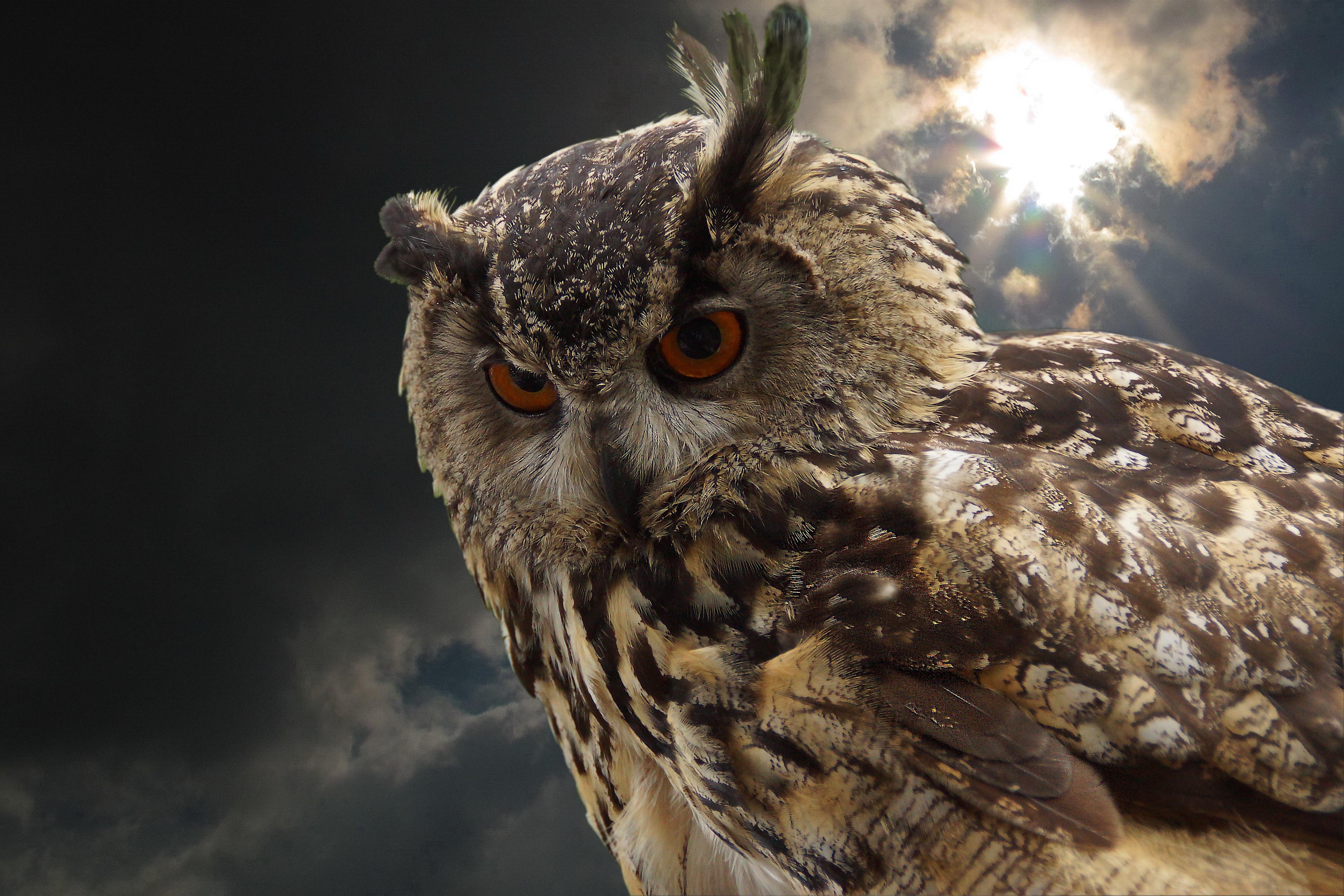 white beige black and gray owl free image | Peakpx