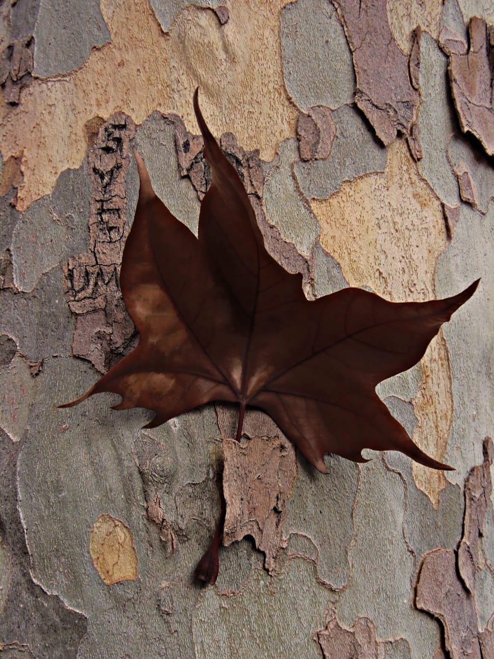 close up photo of brown maple leaf preview