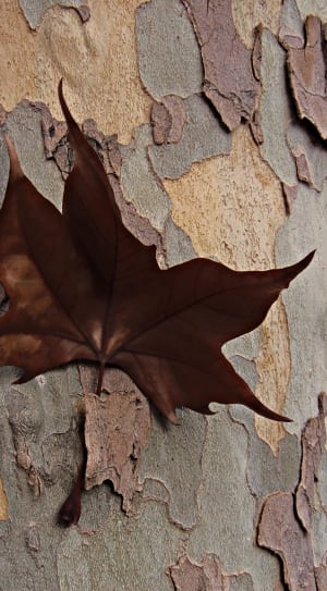 close up photo of brown maple leaf thumbnail