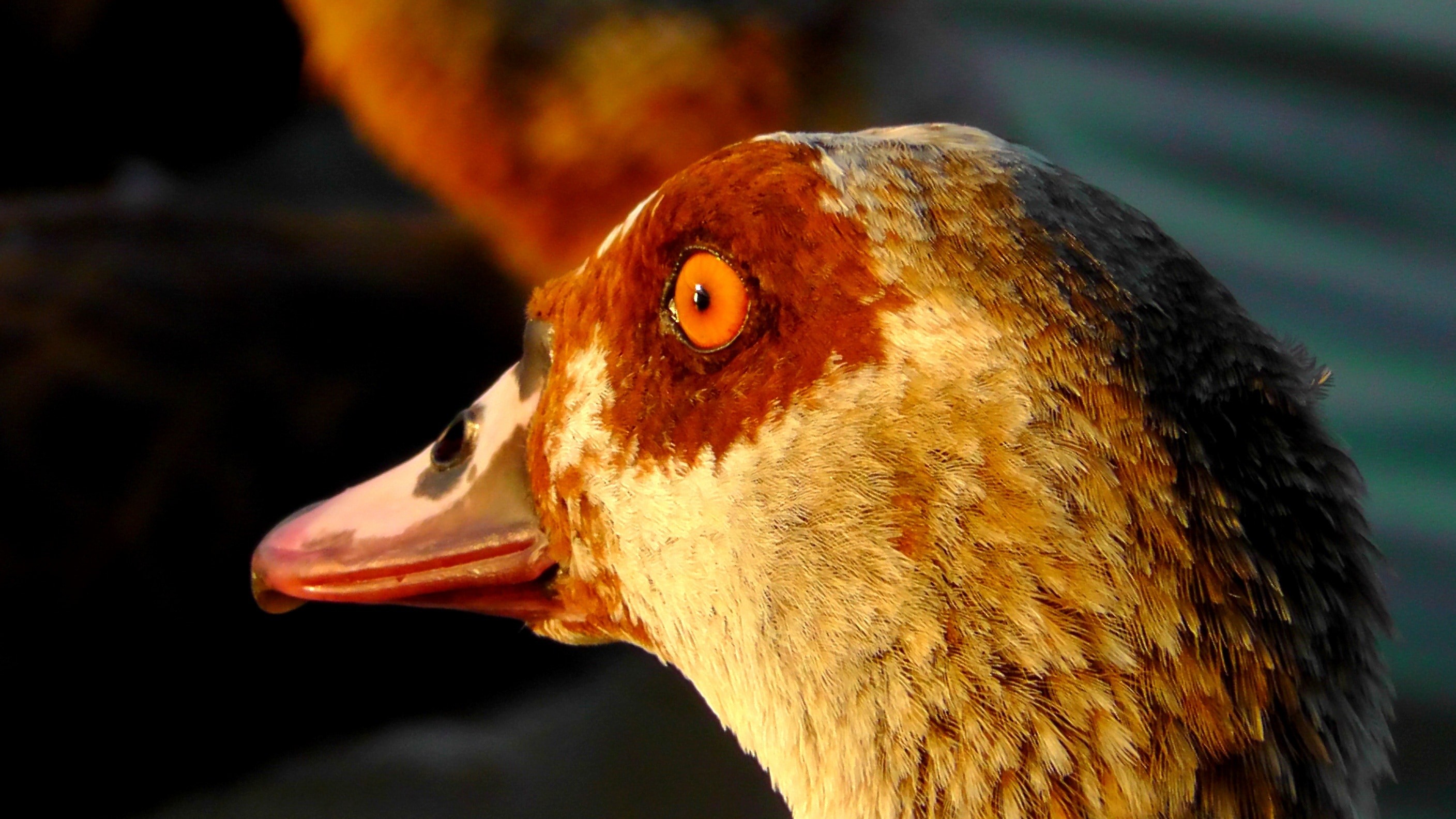 close up photo of duck head