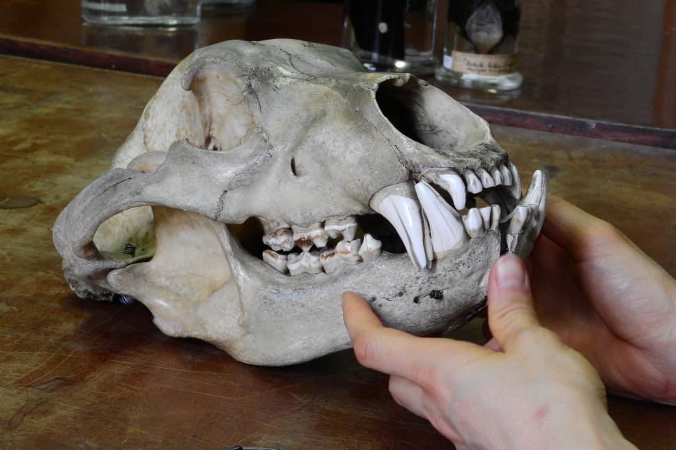 person holding animal skull on brown wooden deck preview