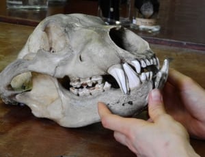 person holding animal skull on brown wooden deck thumbnail