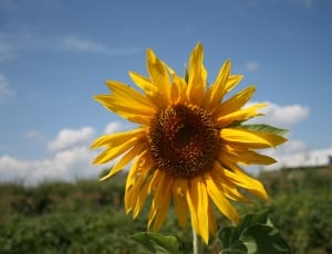 Sunflower, Flower, Yellow, Bright, flower, yellow thumbnail