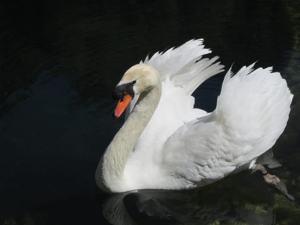 white and gray swan preview