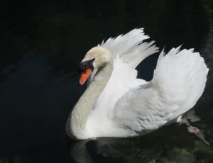 white and gray swan thumbnail