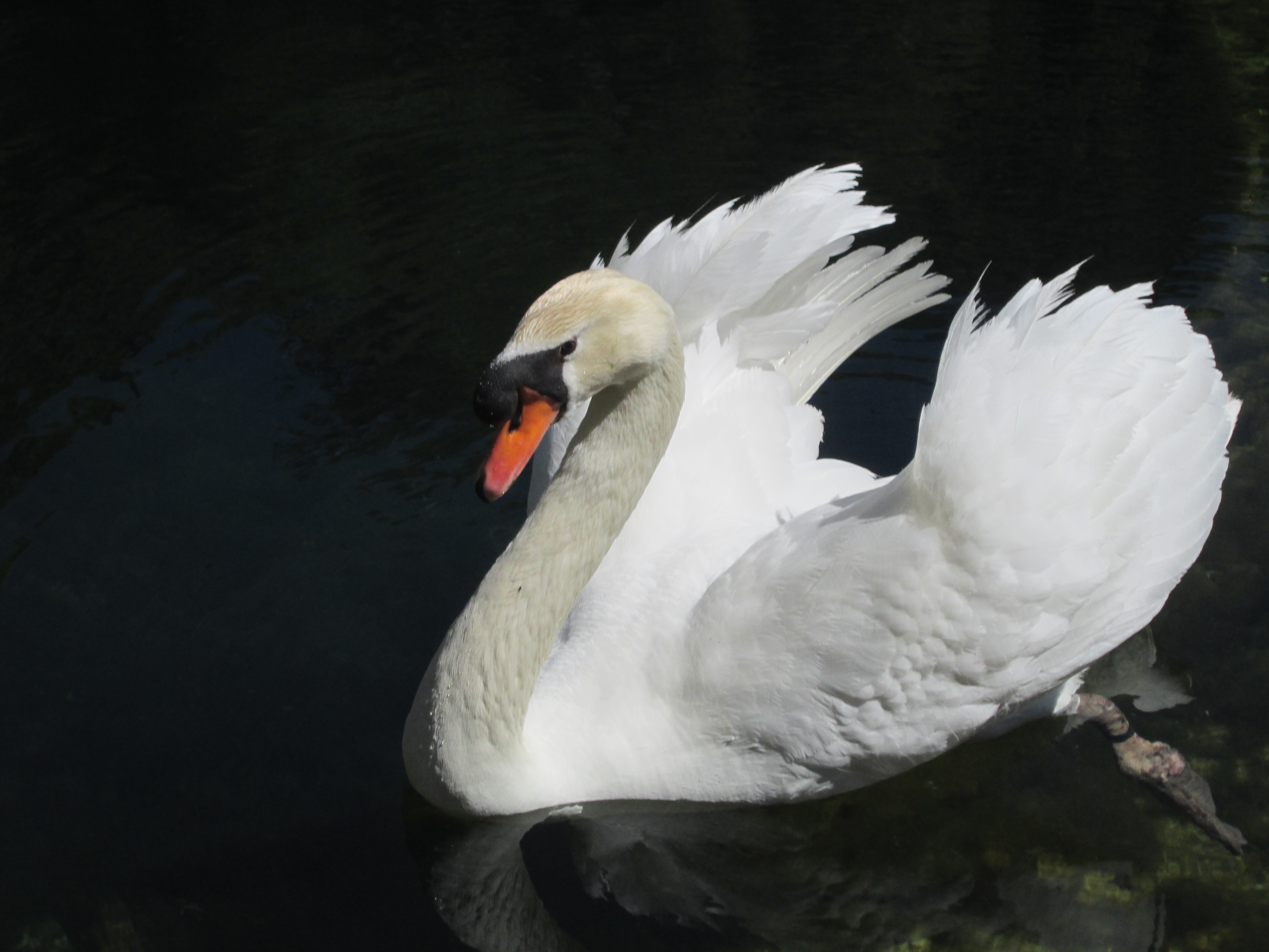 white and gray swan