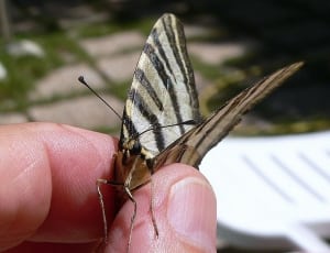 black and brown striped butterfly thumbnail