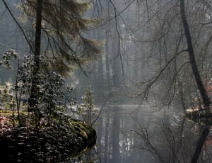 bodies of water in the middle of forest thumbnail