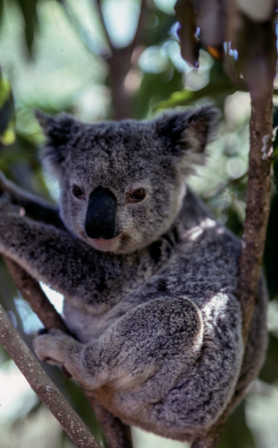 koala hanging on tree branch preview