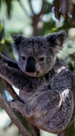koala hanging on tree branch thumbnail