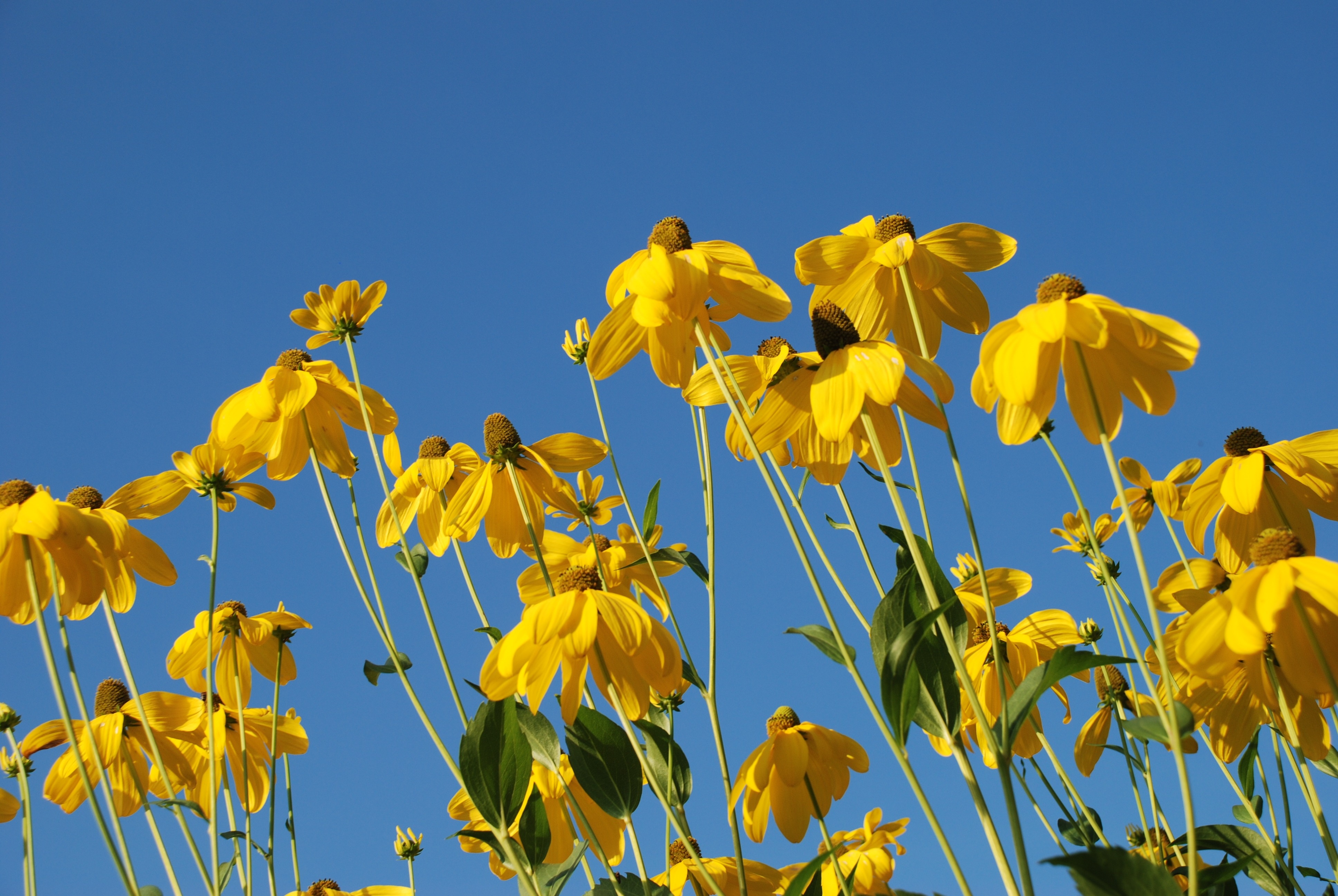 yellow black eyed susan