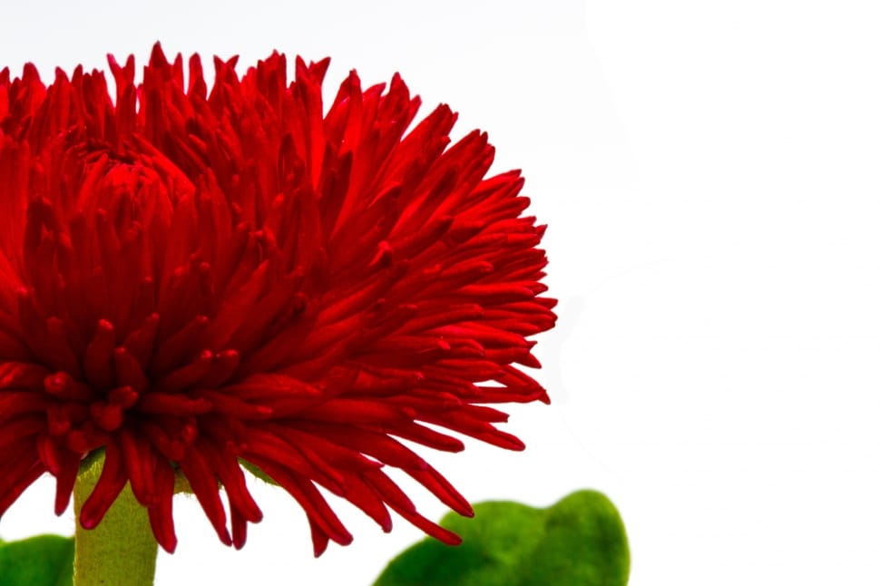 red english daisy preview