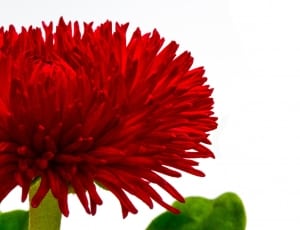 red english daisy thumbnail