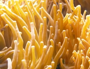 sea coral thumbnail