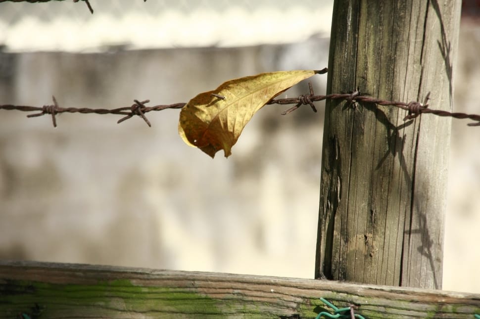 brown leaf on the fence picture preview
