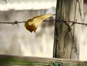 brown leaf on the fence picture thumbnail