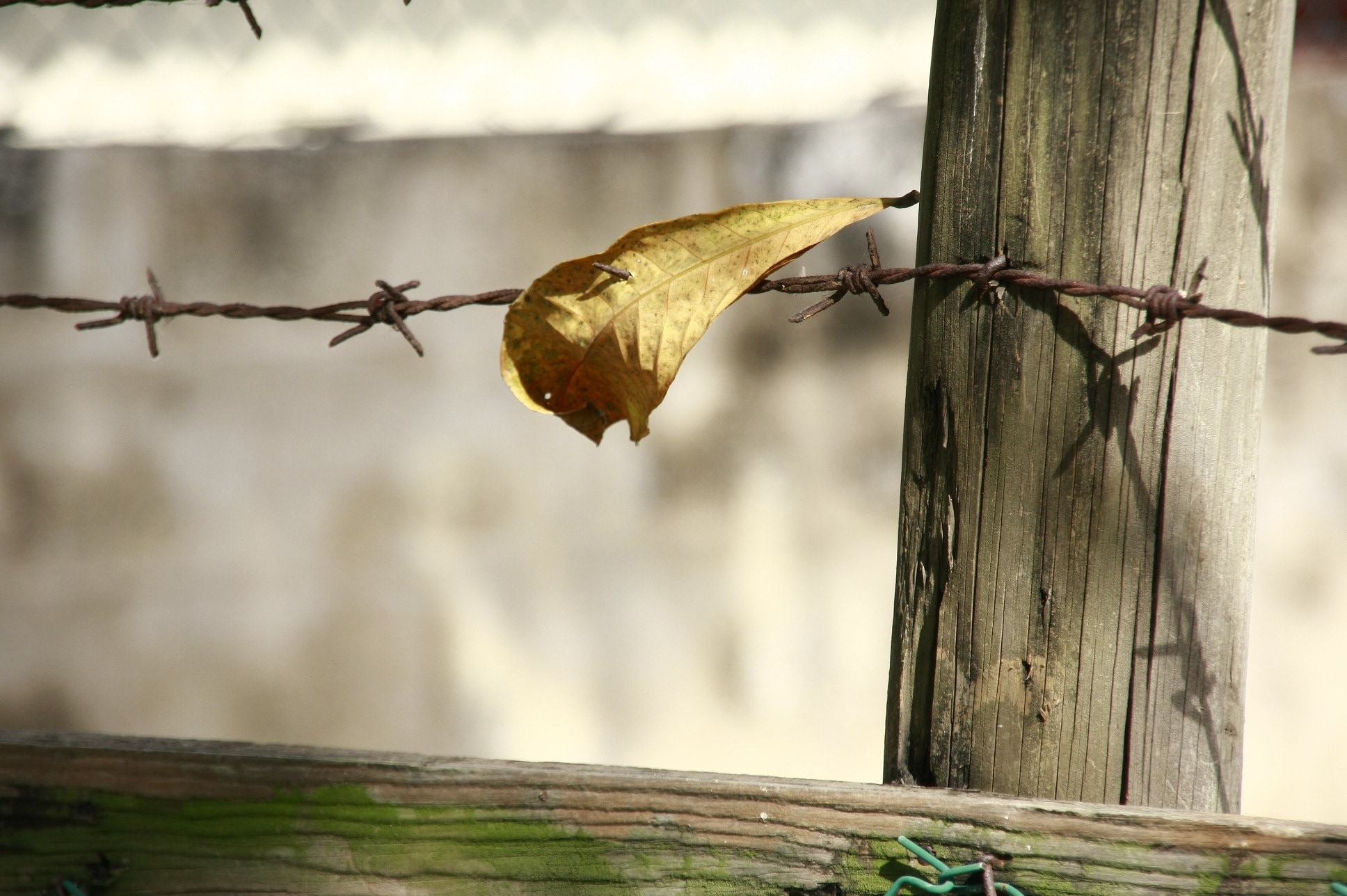 brown leaf on the fence picture