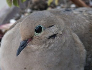 gray feathered bird thumbnail