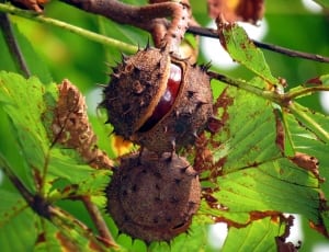 round brown fruits in close up photography thumbnail