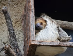brown sloth thumbnail