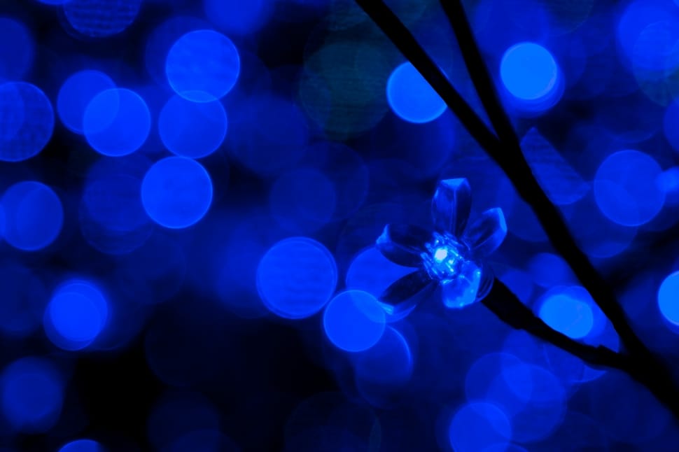 blue flower preview