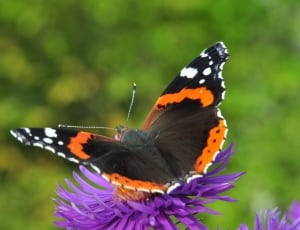 butterfly in flower during daytime thumbnail