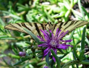 brown butterfly and purple petaled flower thumbnail