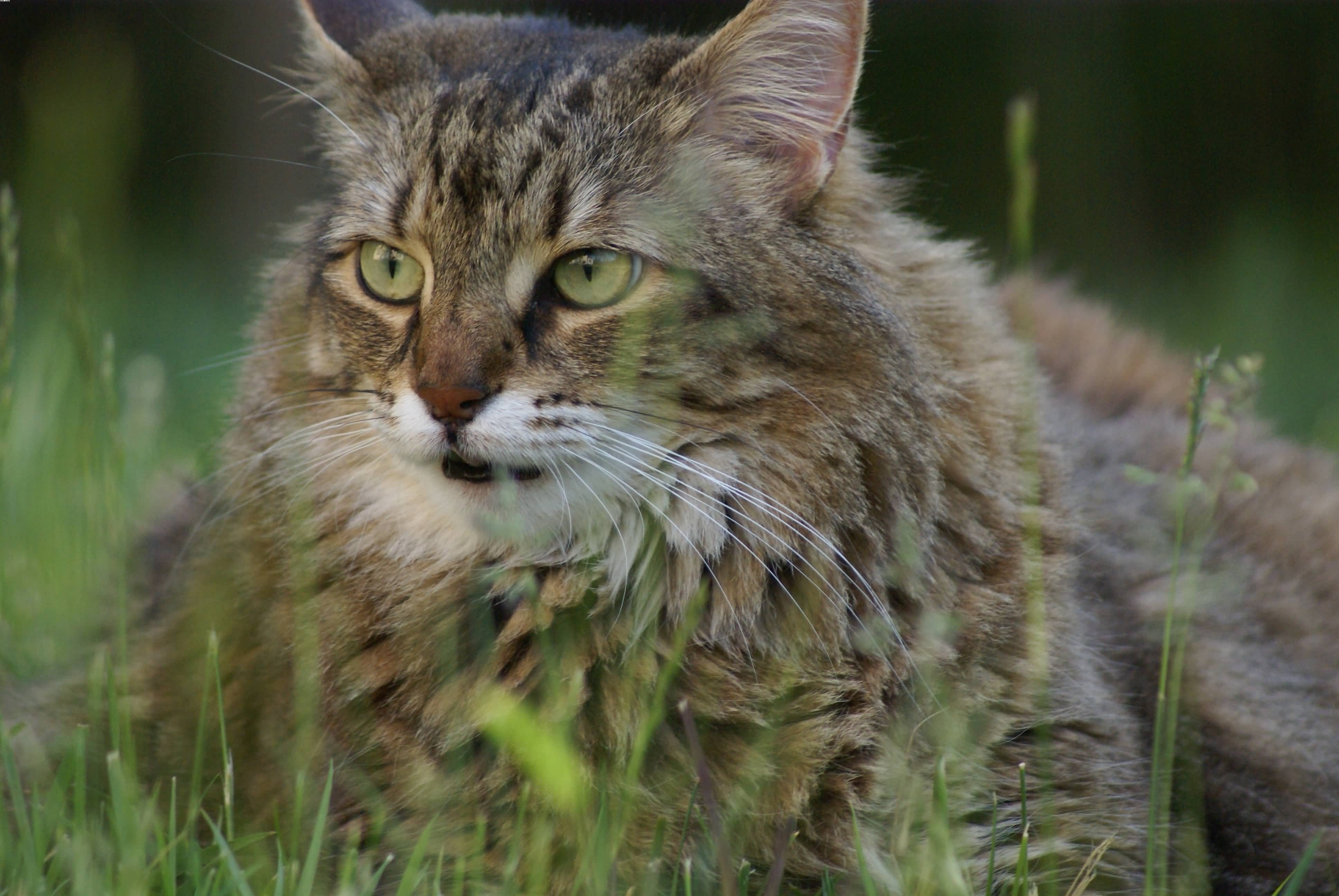 brown medium-fur cat