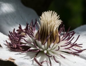 white purple and brown flower thumbnail