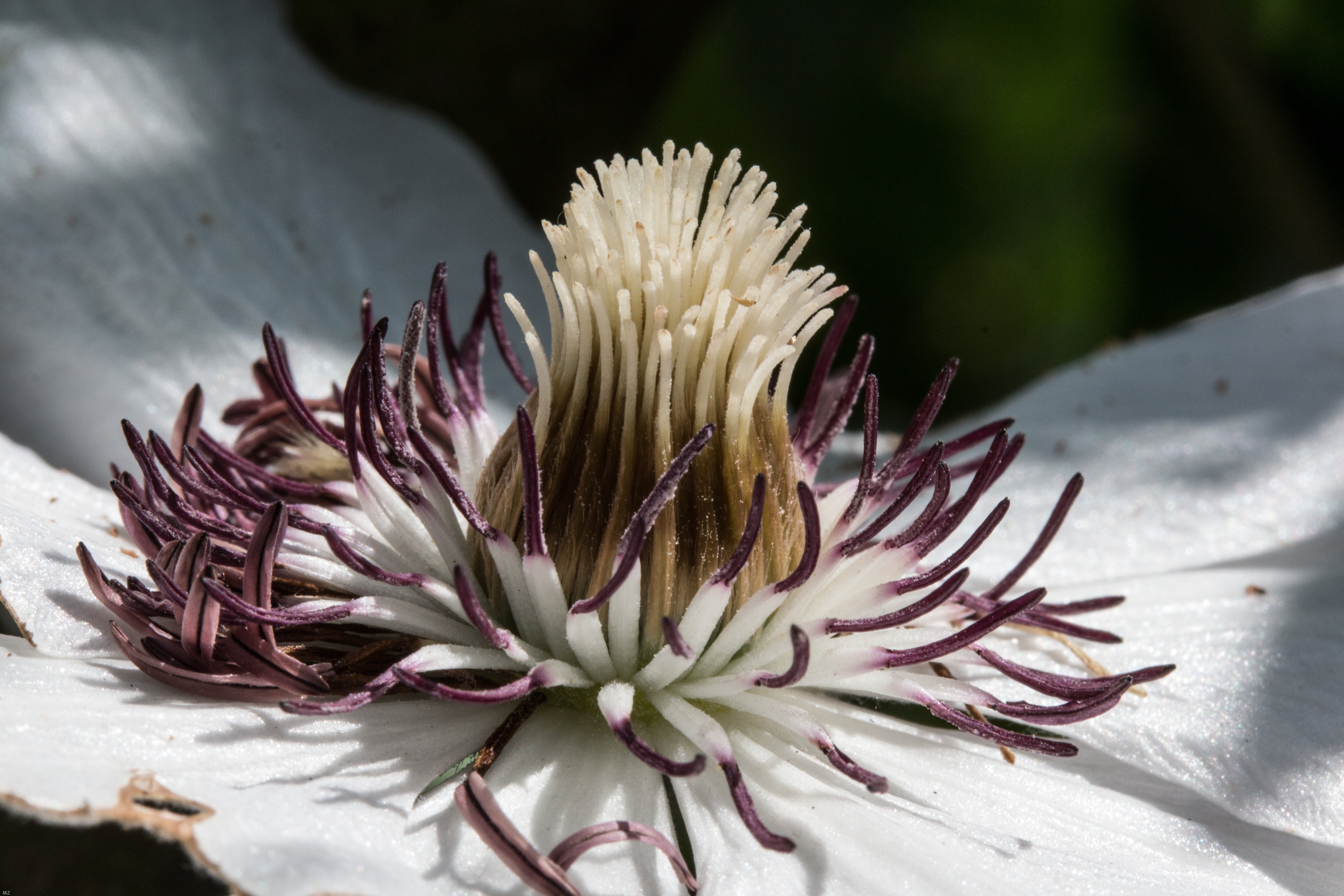 white purple and brown flower
