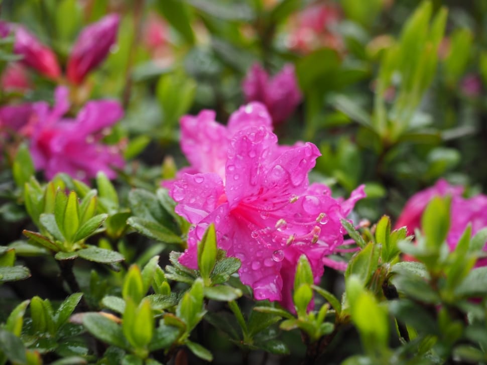 pink azalea preview