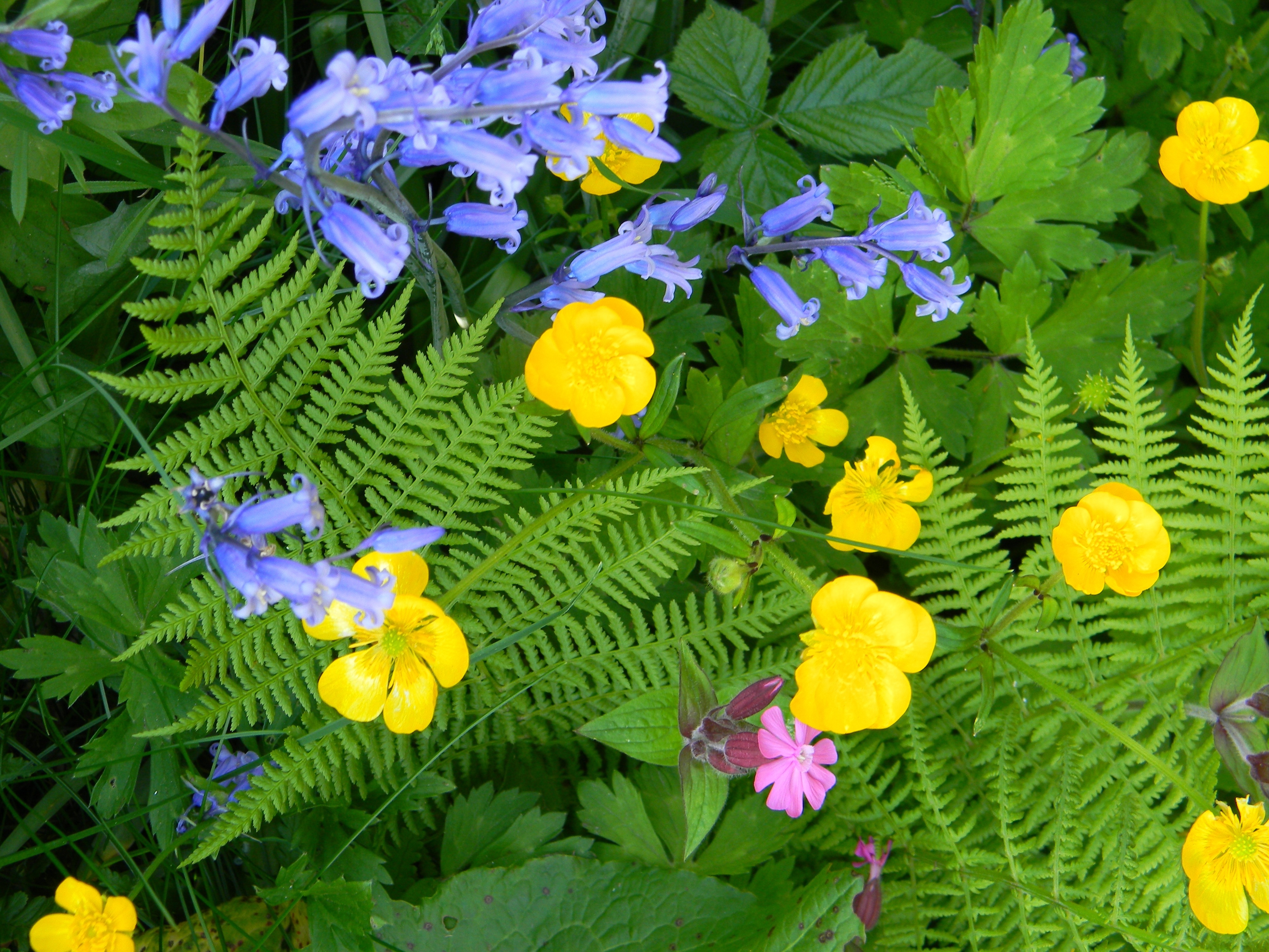 yellow pink and blue flowers